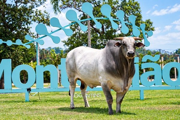 Fazenda no Tocantins se destaca no melhoramento genético e reúne 12 touros próprios